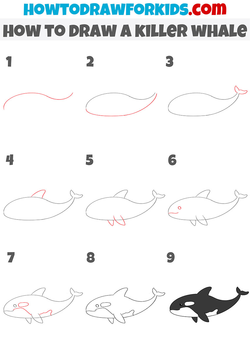 how to draw a killer whale step by step