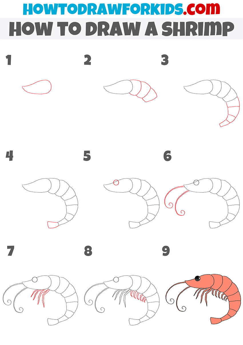how to draw a shrimp step by step