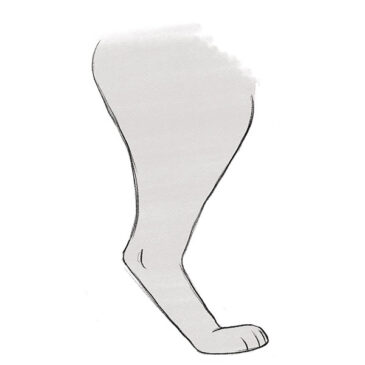 How to Draw a Cat Leg