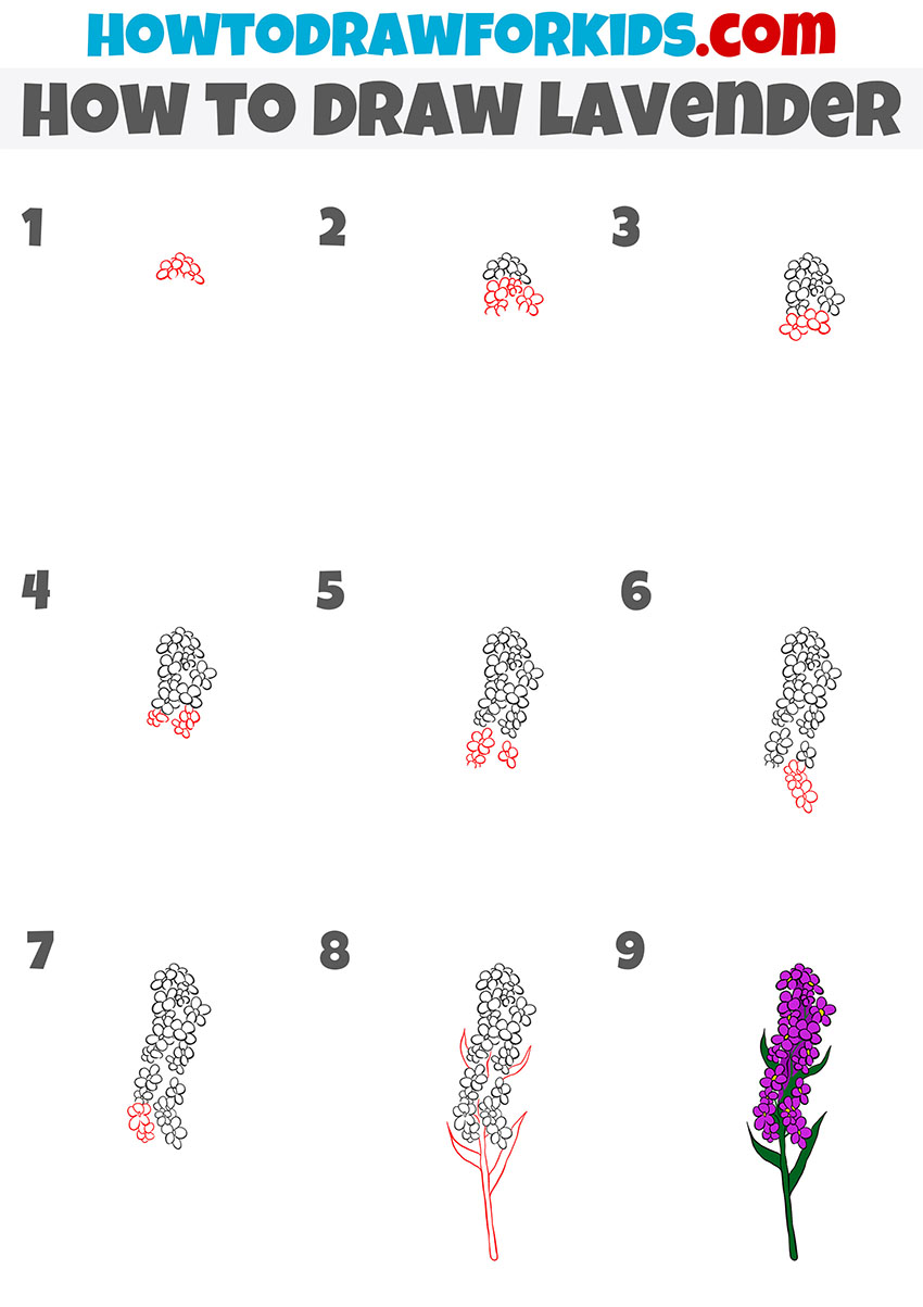 how to draw lavender step by step