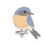 How to Draw a Bluebird