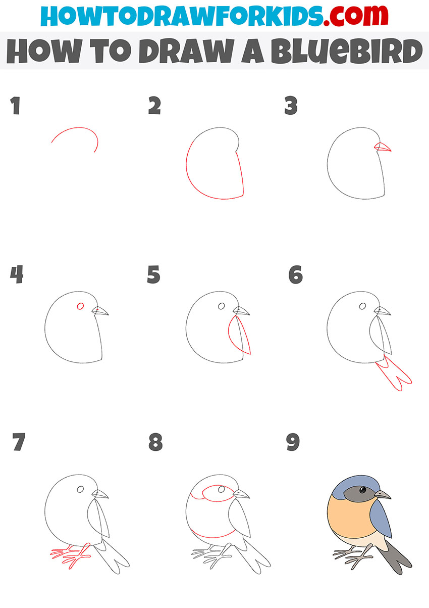 how to draw a bluebird step by step