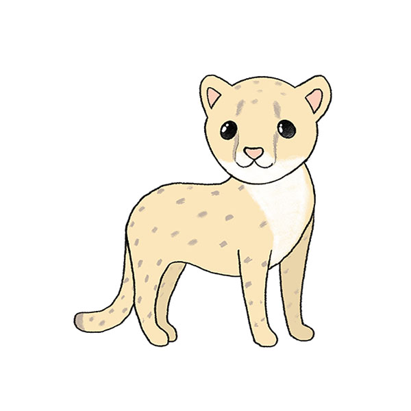 How to Draw an Easy Cheetah Step by Step