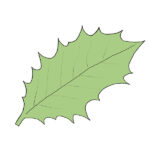 How to Draw a Holly Leaf