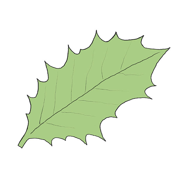 How to Draw a Holly Leaf Easy Drawing Tutorial For Kids