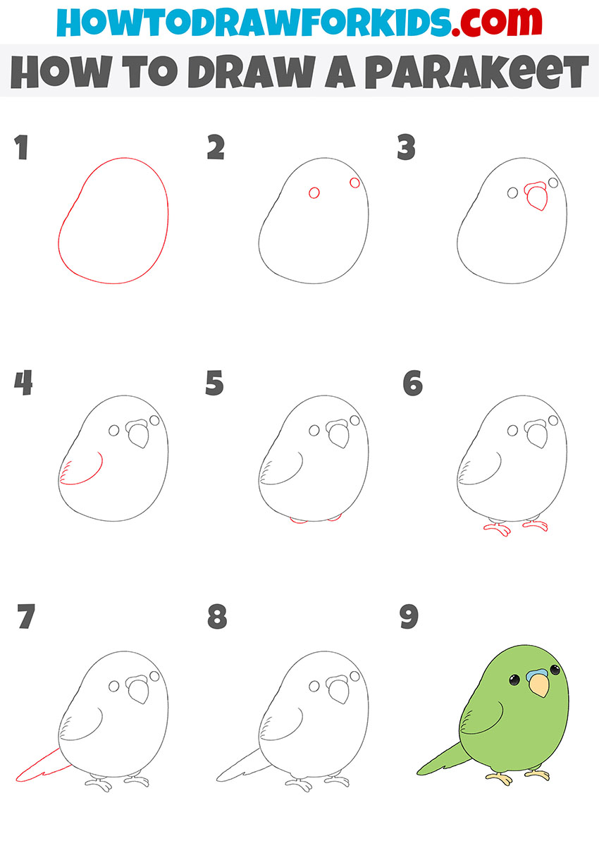 how to draw a parakeet step by step