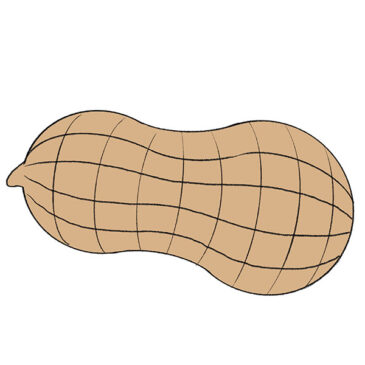 How to Draw a Peanut