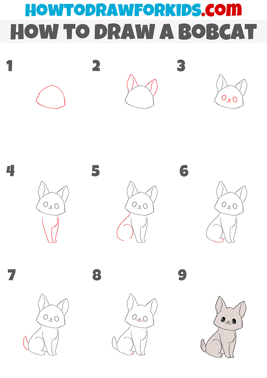 how to draw a bobcat step by step