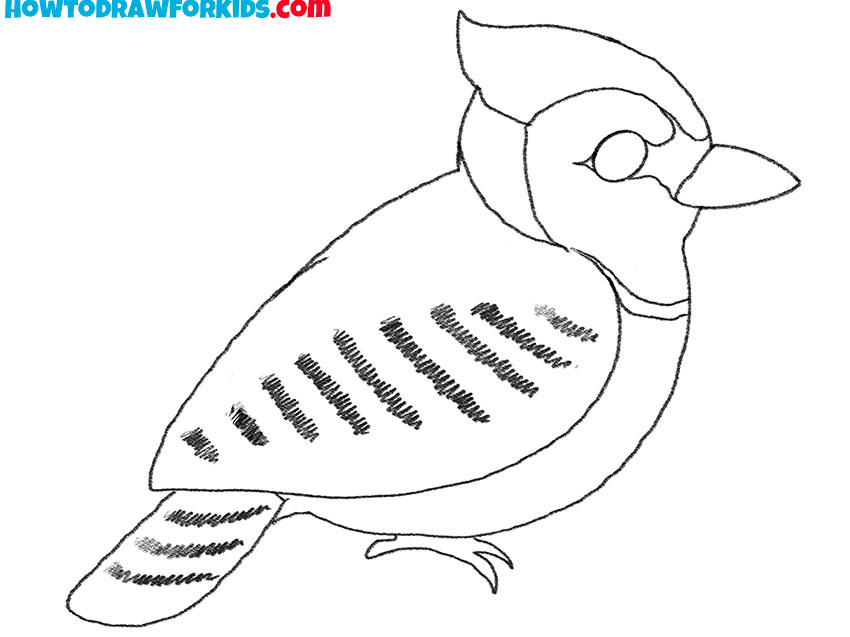 how to draw a cute blue jay