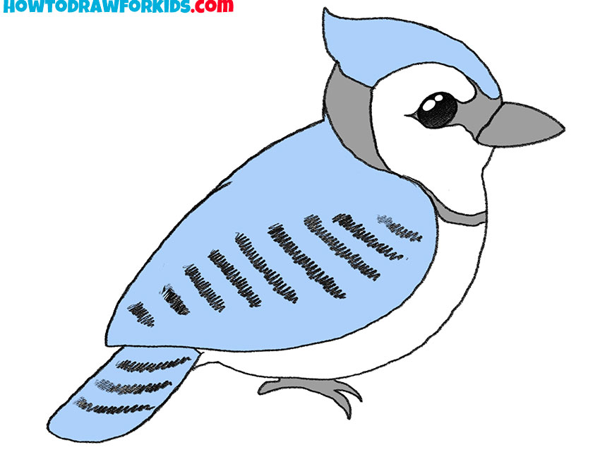 How to Draw a Blue Jay - Easy Drawing Tutorial For Kids