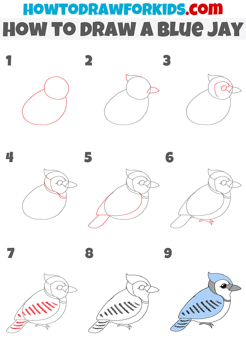 how to draw a blue jay step by step