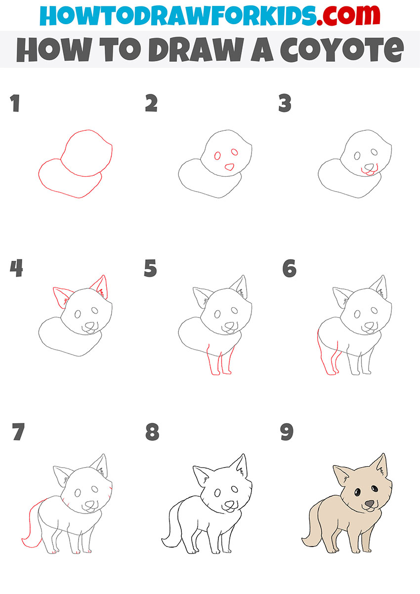 how to draw a coyote step by step
