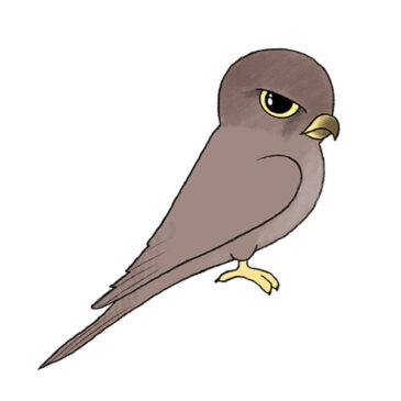 How to Draw a Falcon