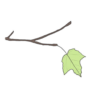 How to Draw a Leaf on a Tree