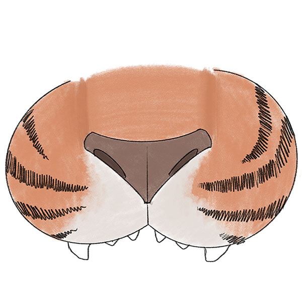 How to Draw a Tiger Nose