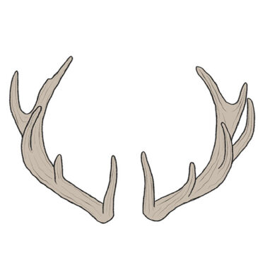 How to Draw Deer Antlers