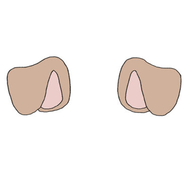 How to Draw Puppy Ears