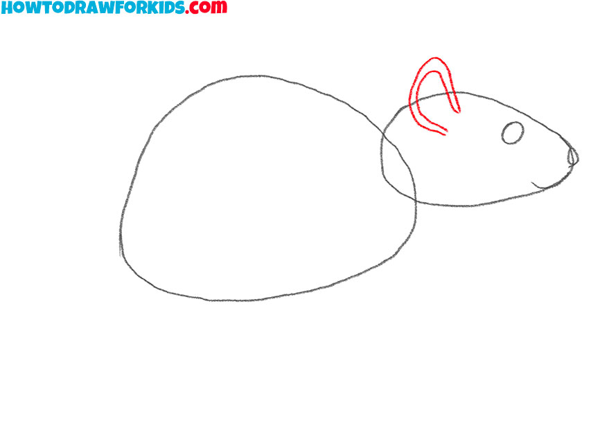 how to draw a rat realistic