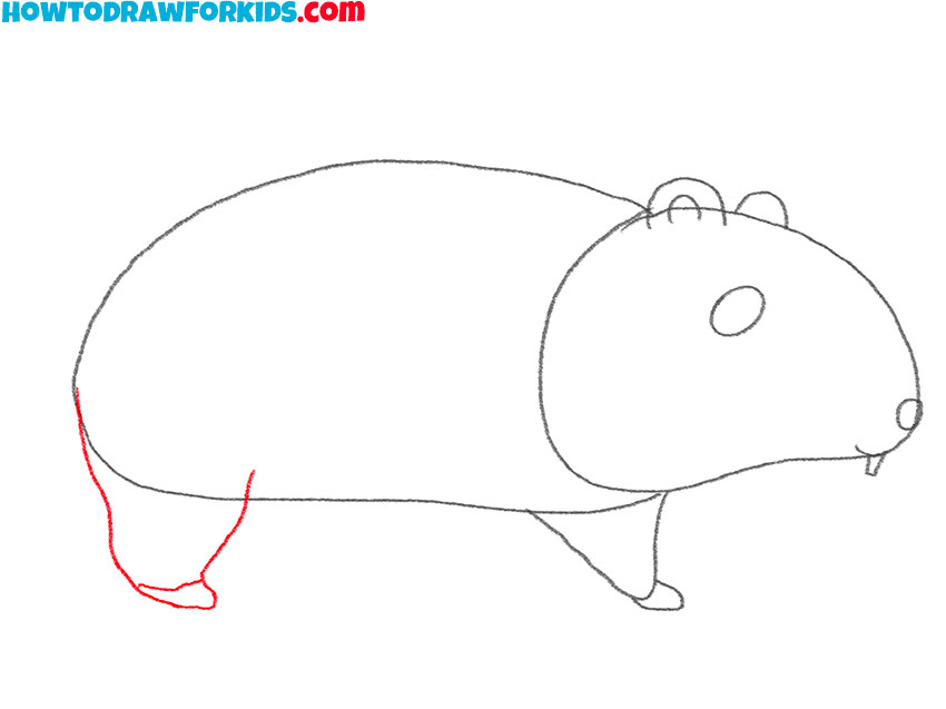 how to draw a hamster for beginners