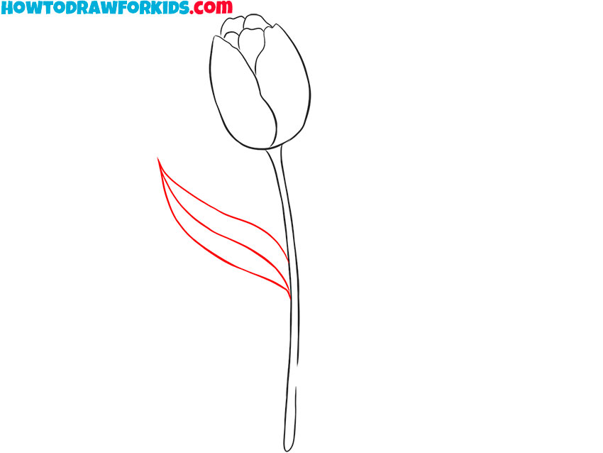 how to draw a tulip for beginners