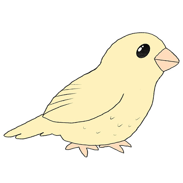 How to Draw a Cartoon Bird