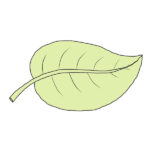 How to Draw an Easy Leaf