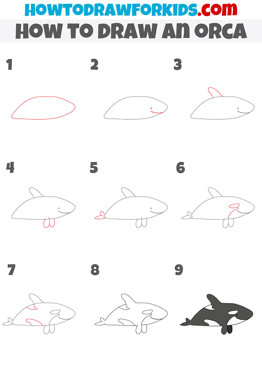 how to draw an orca step by step