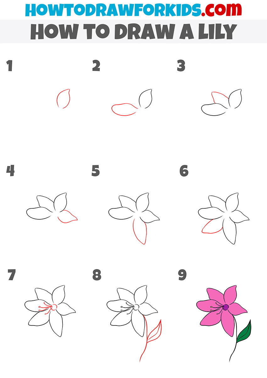 lily step by step drawing tutorial