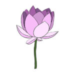 How to Draw a Lotus Flower