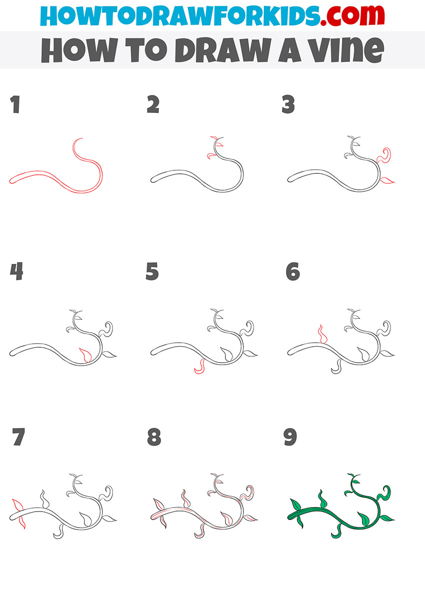 how to draw a vine step by step