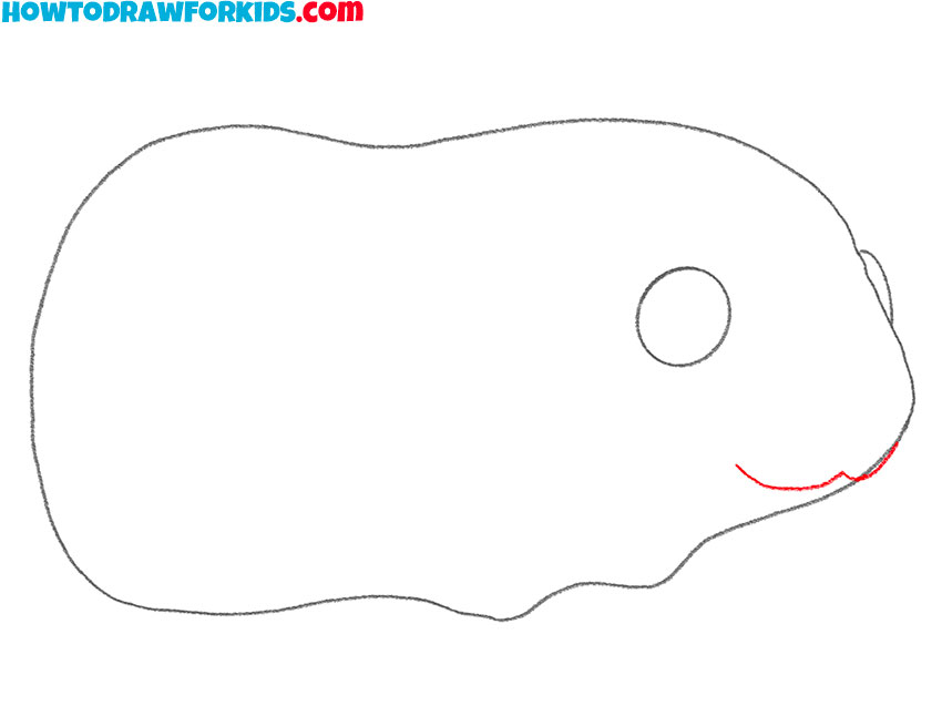 how to draw a guinea pig realistic