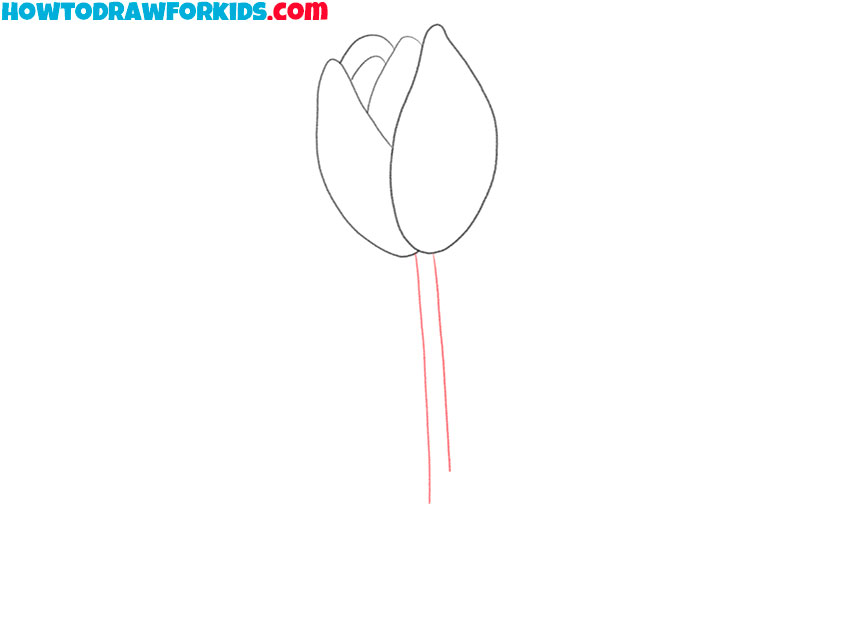 how to draw a tulip by pencil