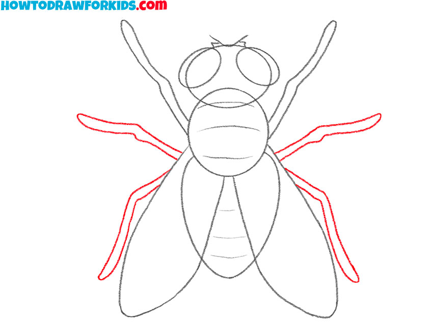 fly drawing tutorial