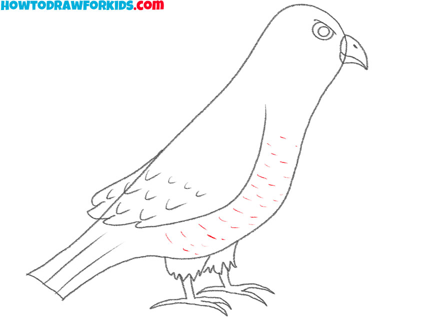 how to draw a cartoon hawk