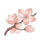 How to Draw a Cherry Blossom
