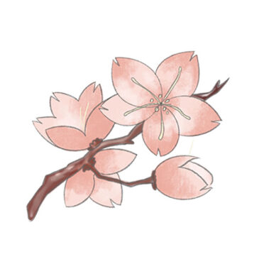 How to Draw a Cherry Blossom