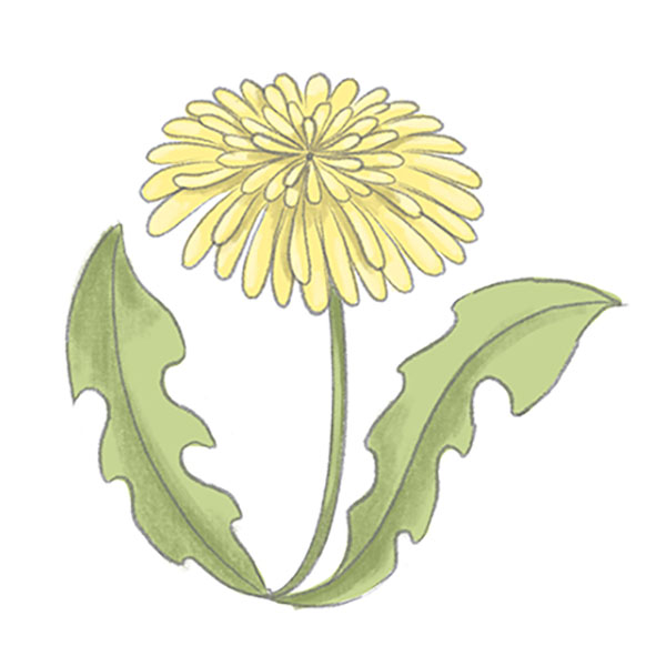 How to Draw a Dandelion Easy Drawing Tutorial For Kids
