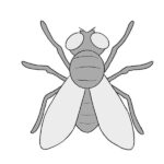 How to Draw a Fly