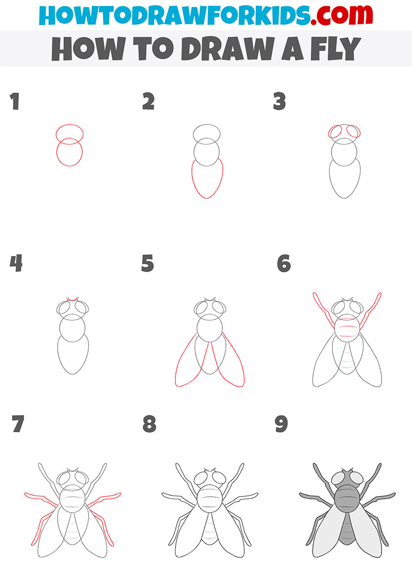 how to draw a fly step by step