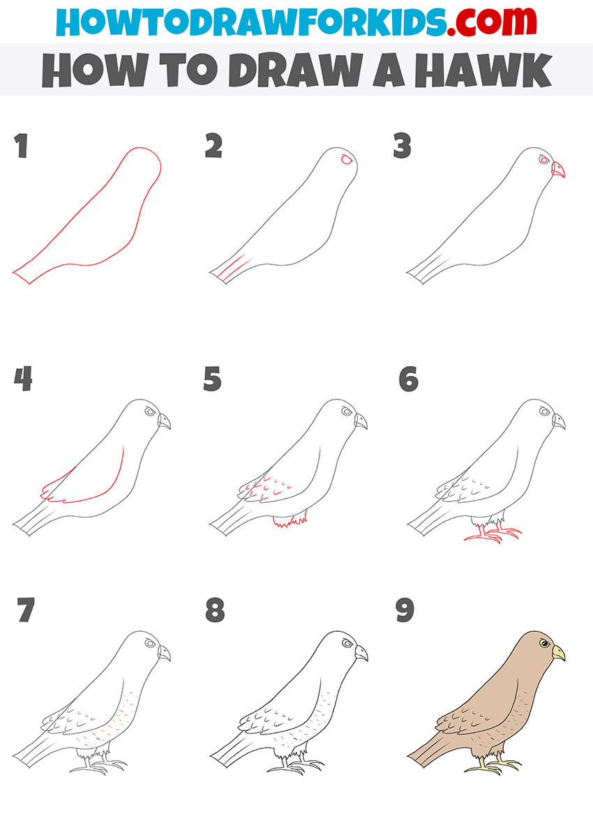 How to Draw a Hawk Easy Drawing Tutorial For Kids