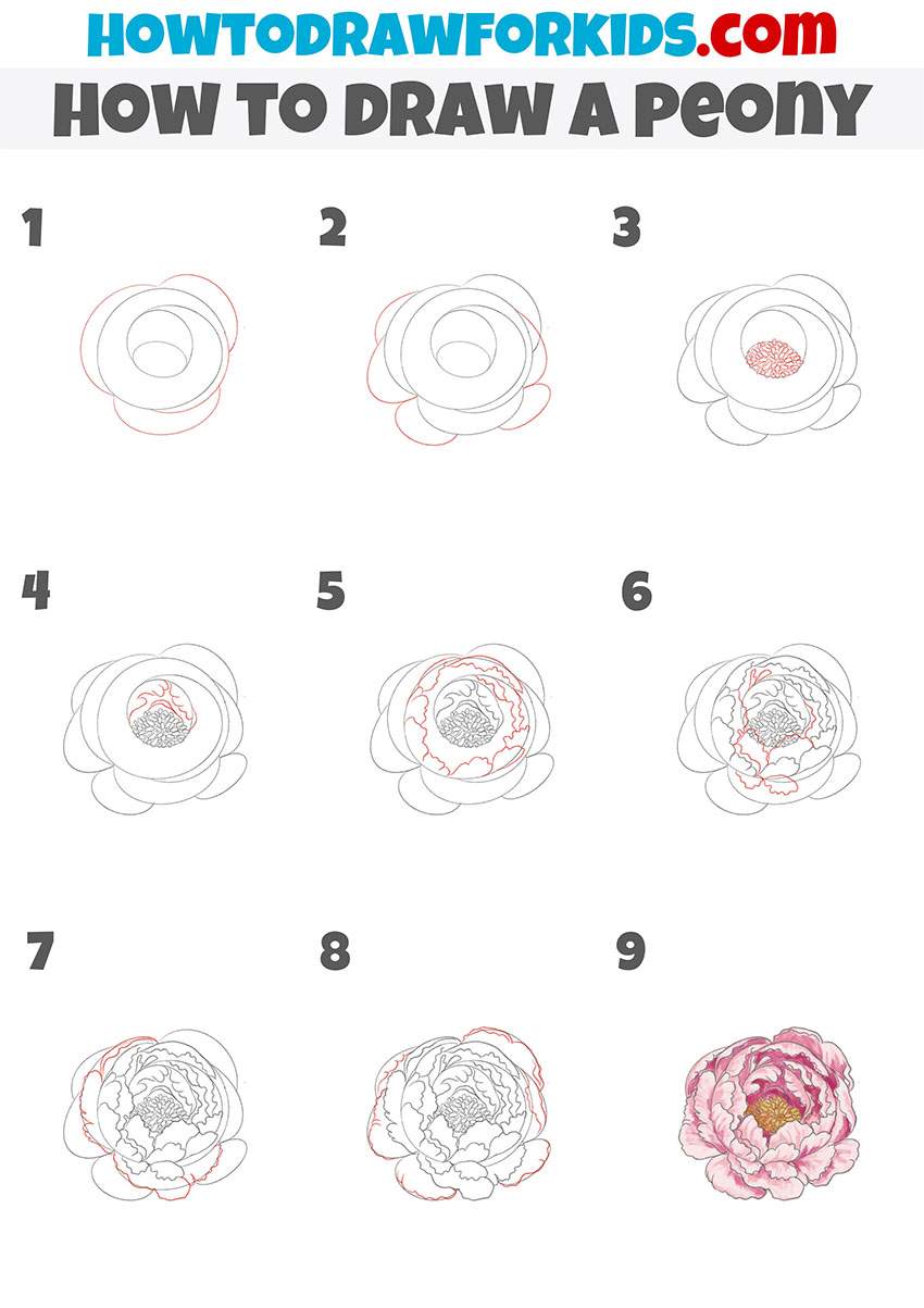 how to draw a peony step by step