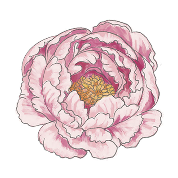 How To Draw A Peony Flower Draw Spaces