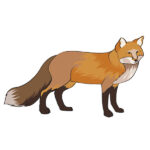 How to Draw a Realistic Fox
