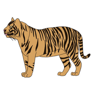 How to Draw a Realistic Tiger