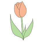 How to Draw a Tulip Step by Step