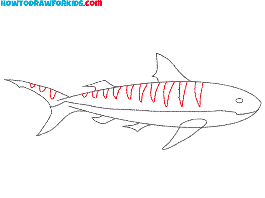 how to draw a tiger shark for beginners