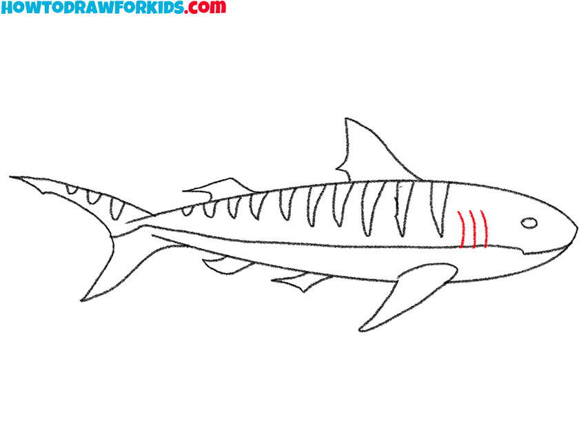 how to draw a tiger shark for kindergarten