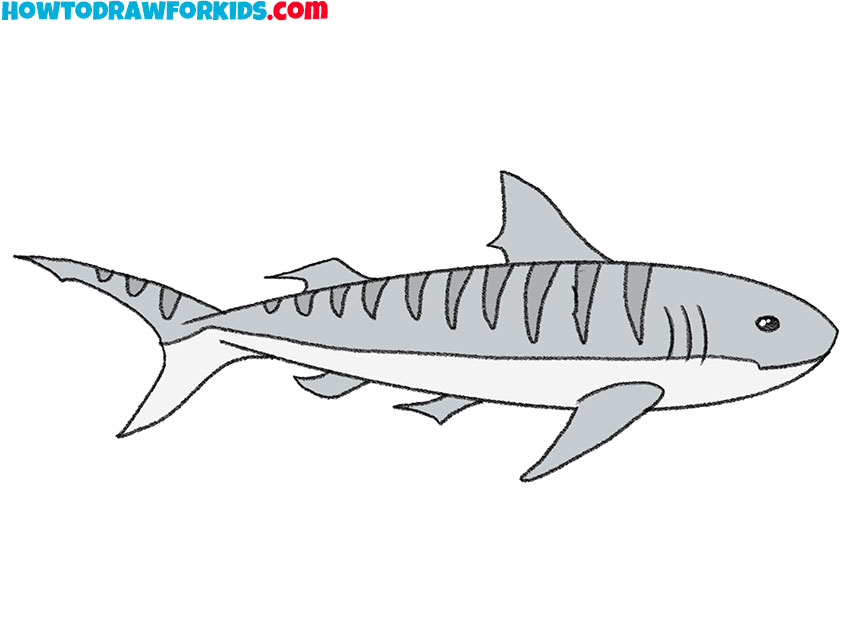 tiger shark drawing lesson
