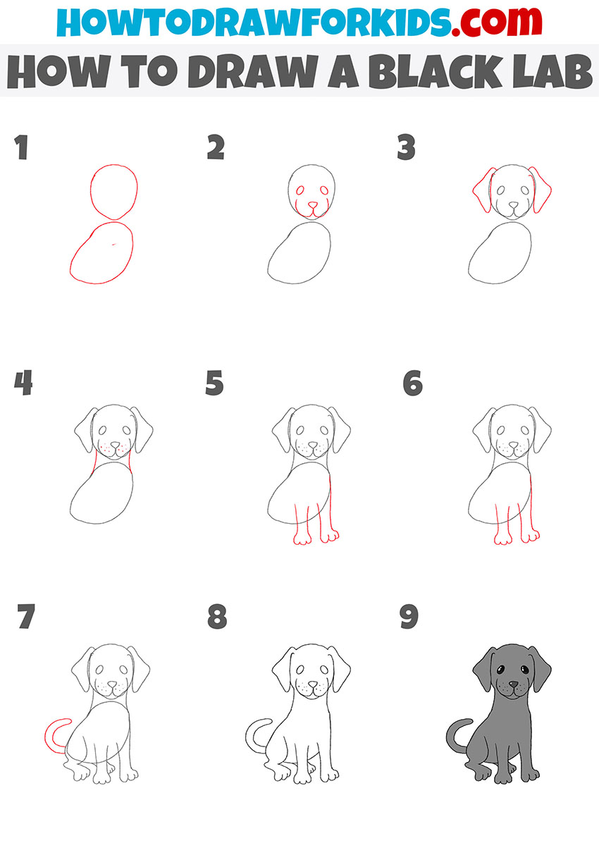 how to draw a black lab step by step