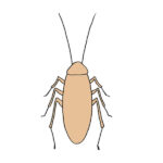 How to Draw a Cockroach